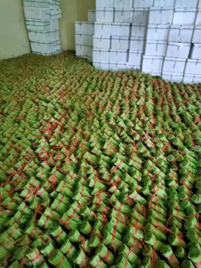 【优选】新鲜光杆小叶茼蒿皇帝菜对接市场电商商超