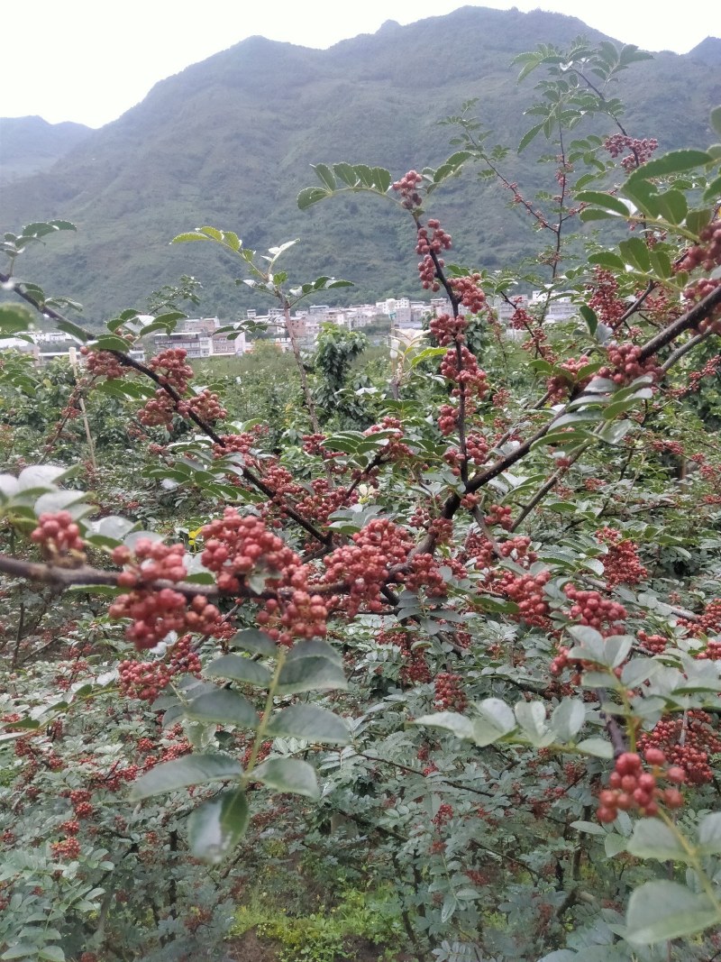 【精选】四川汉源花椒一手货源品质正宗产地批发质优