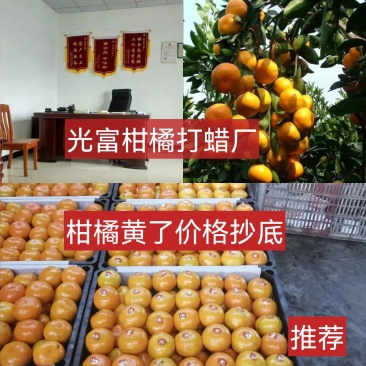 新品蜜橘，合作社直供无代办费，优质货源，优质服务