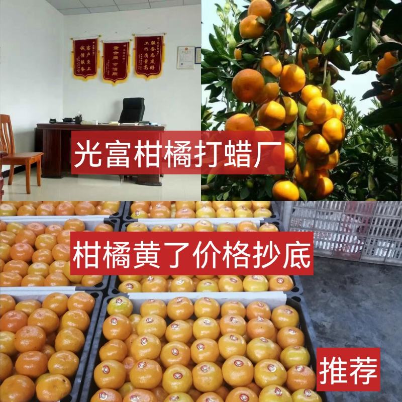 新品蜜橘，合作社直供无代办费，优质货源，优质服务