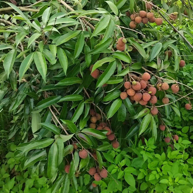 黑叶荔枝