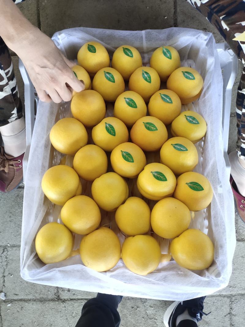 黄金油大量上市本地油桃主产区属于山地口感脆甜皮亮色艳耐储