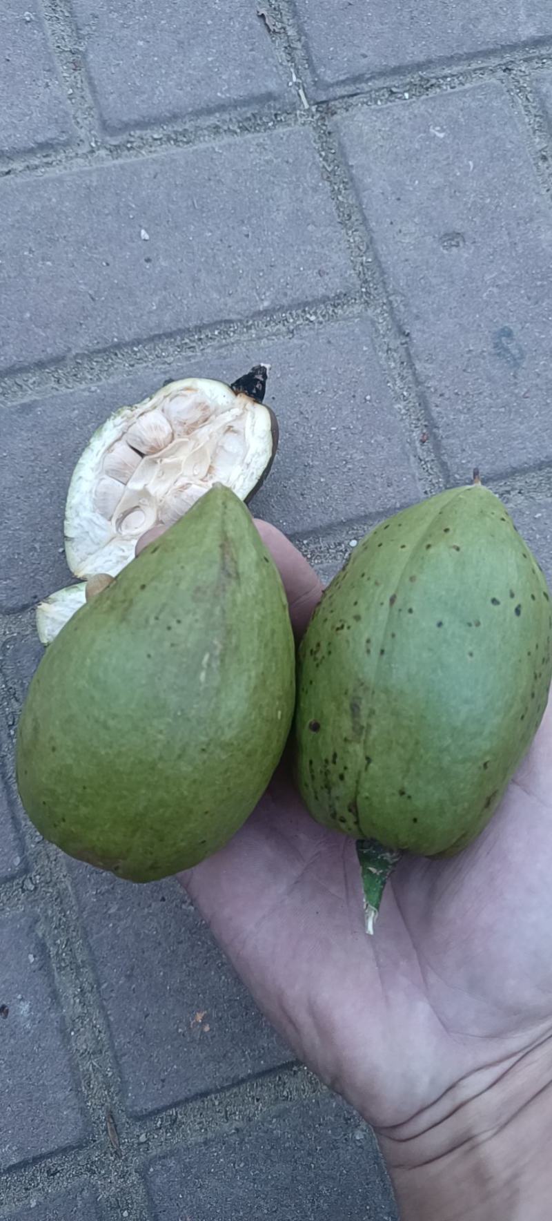 发财树种子