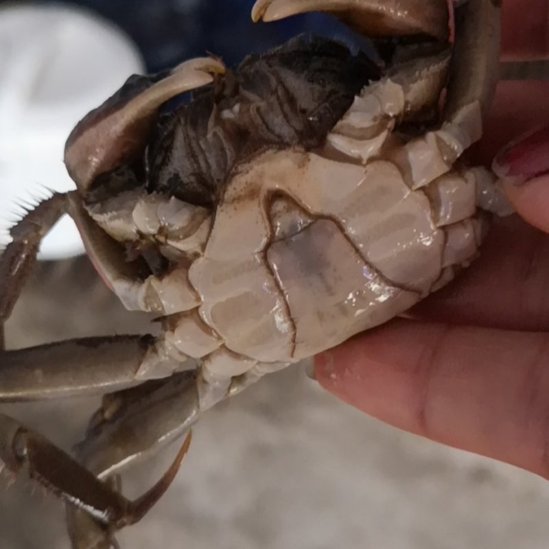 盘锦河蟹，稻田蟹，老头蟹，一元蟹，货源充足，四季供货