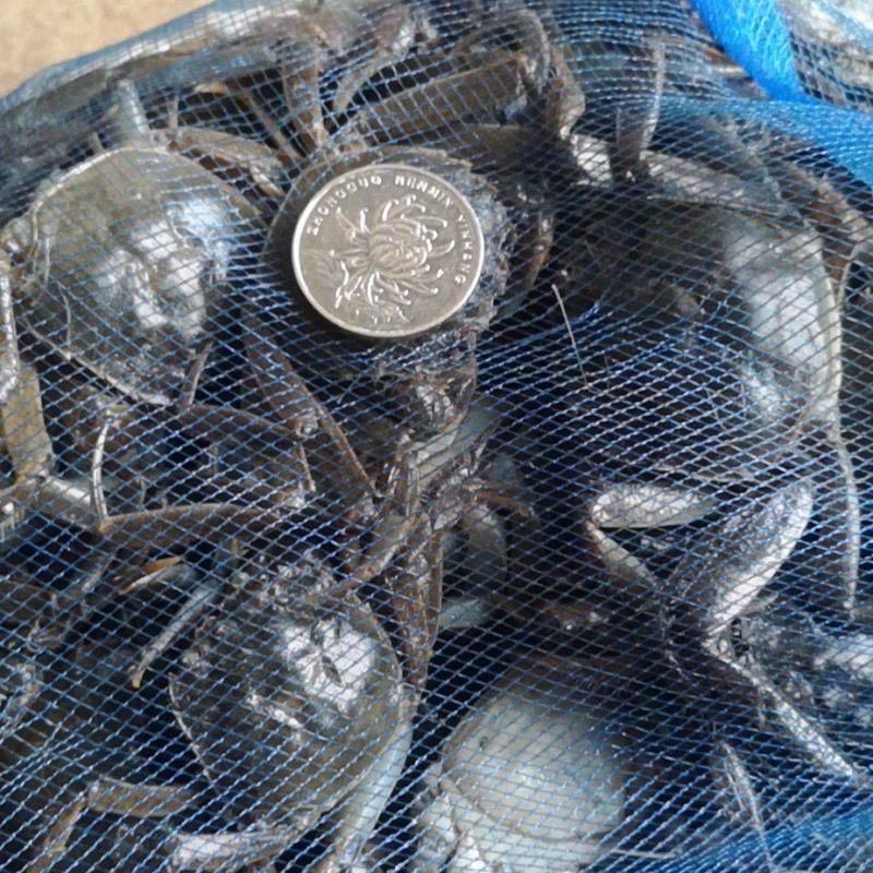 盘锦河蟹，稻田蟹，老头蟹，一元蟹，货源充足，四季供货