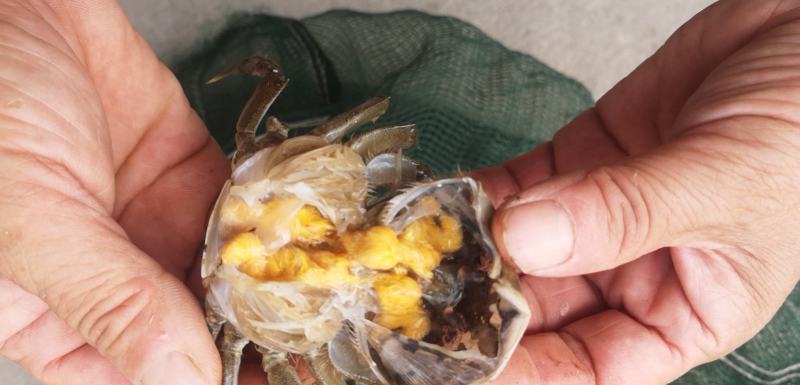盘锦河蟹，稻田蟹，老头蟹，一元蟹，货源充足，四季供货