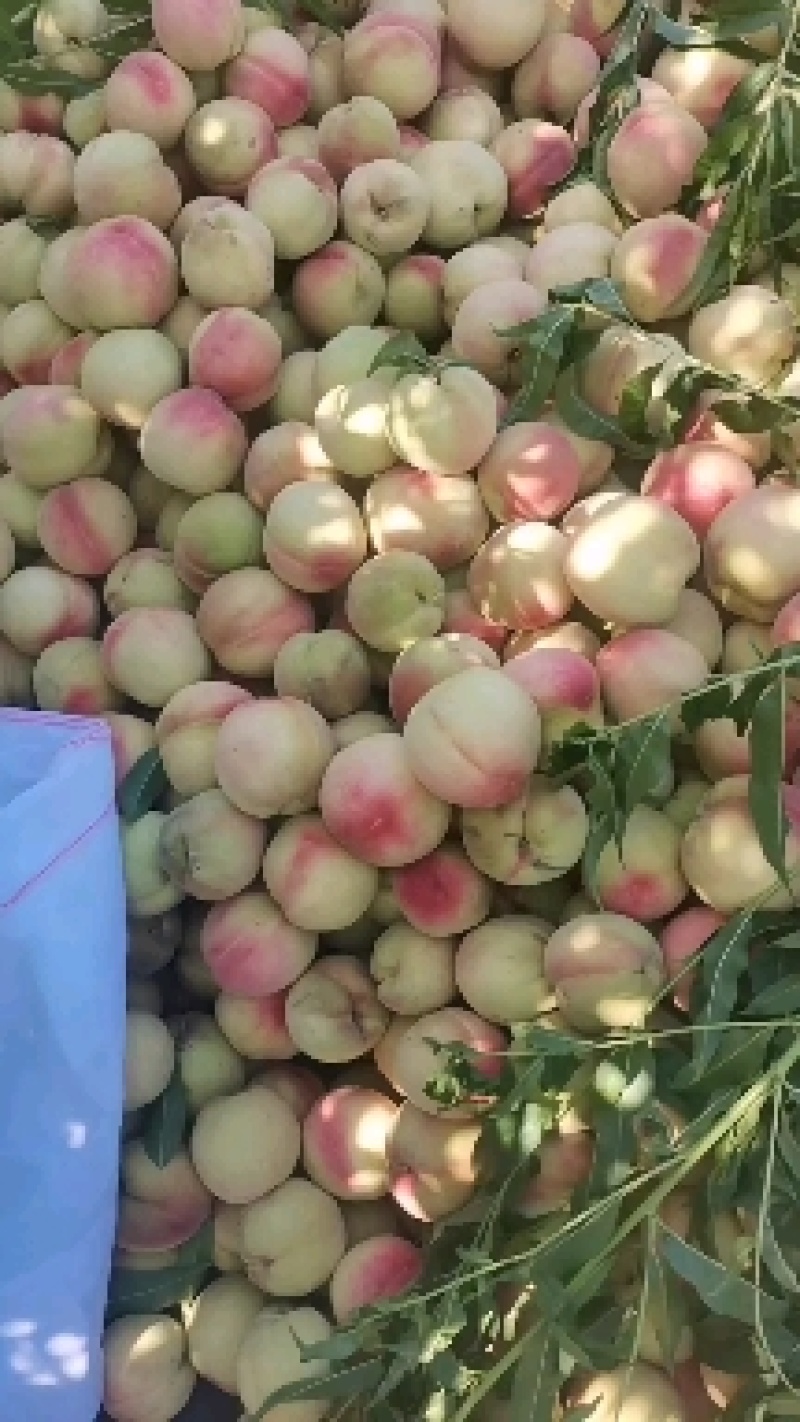 金凤凰桃，红不软桃