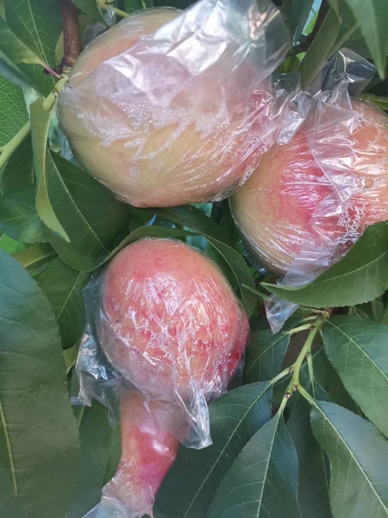 金凤凰桃，红不软桃