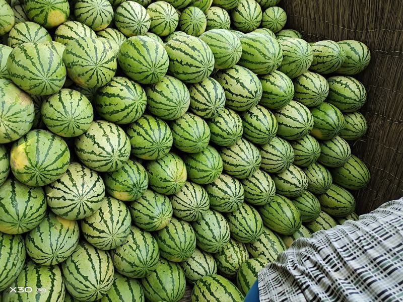 内蒙沙漠西瓜
