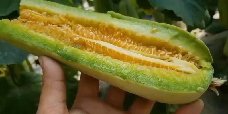 羊角蜜【原产地】电商货，市场货，超市货大量现货，大量接单