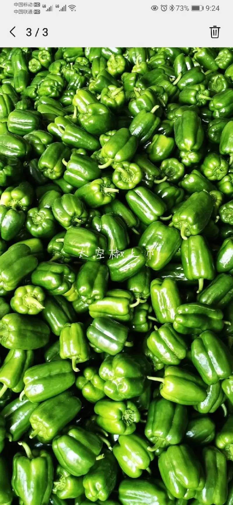 方椒苗菜椒苗太空椒辣椒苗苗场直供育苗基地直发