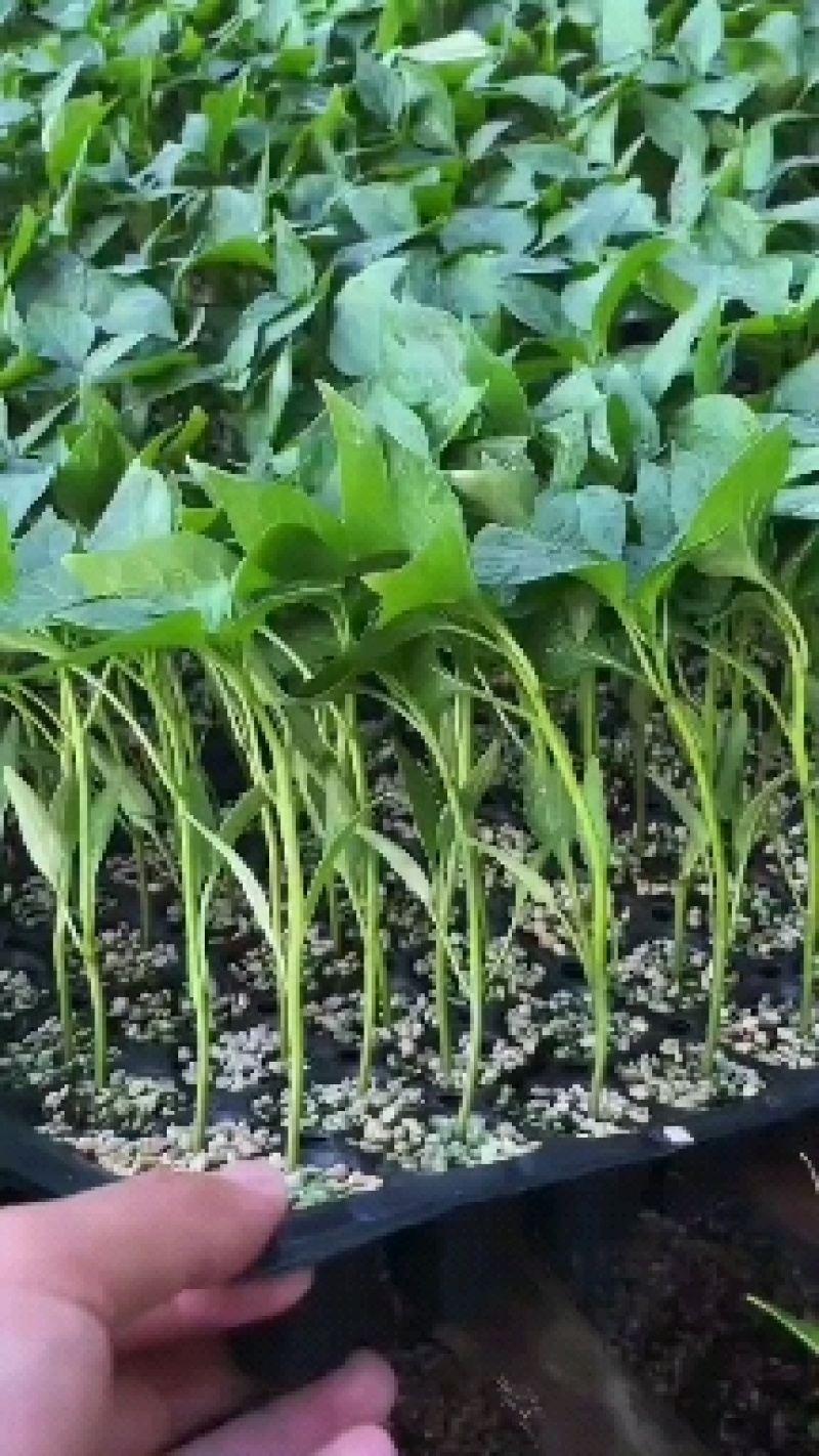 方椒苗菜椒苗太空椒辣椒苗苗场直供育苗基地直发