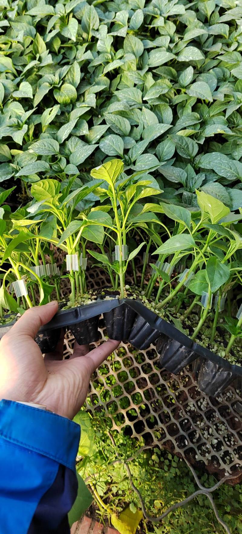 方椒苗菜椒苗太空椒辣椒苗苗场直供育苗基地直发