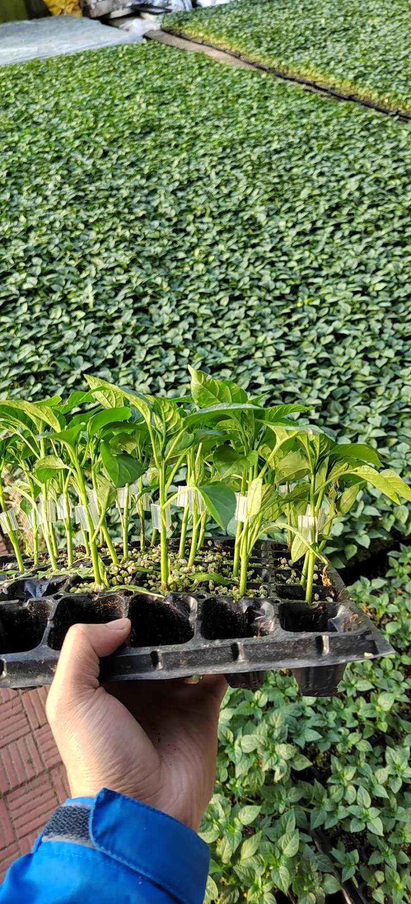 方椒苗菜椒苗太空椒辣椒苗苗场直供育苗基地直发