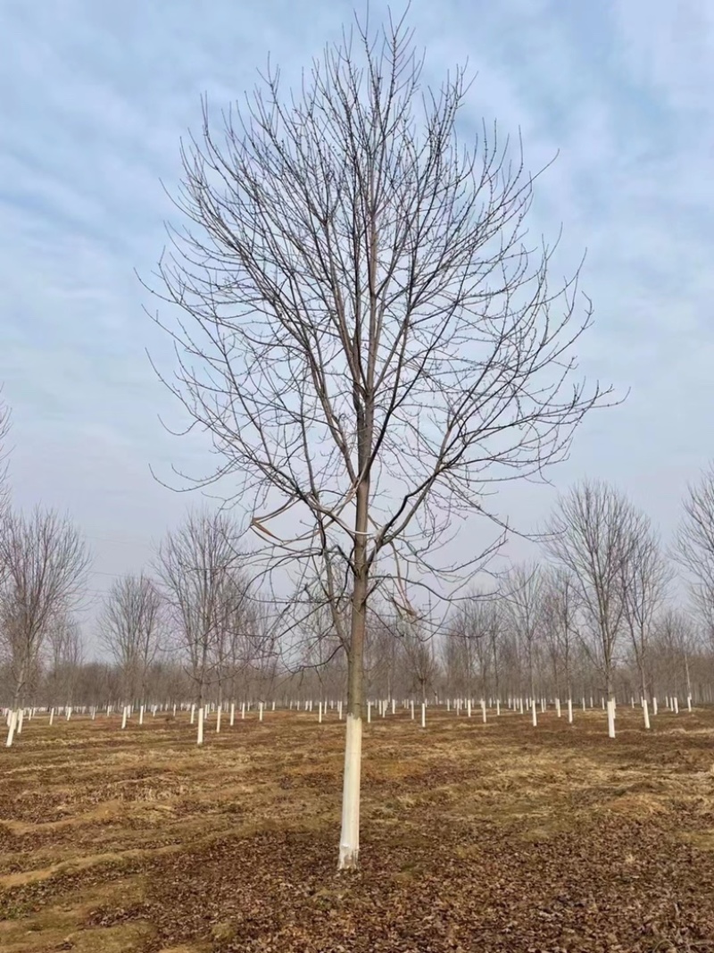 美国红枫大量现货。规格齐全，基地直销，技术指导。来电咨询