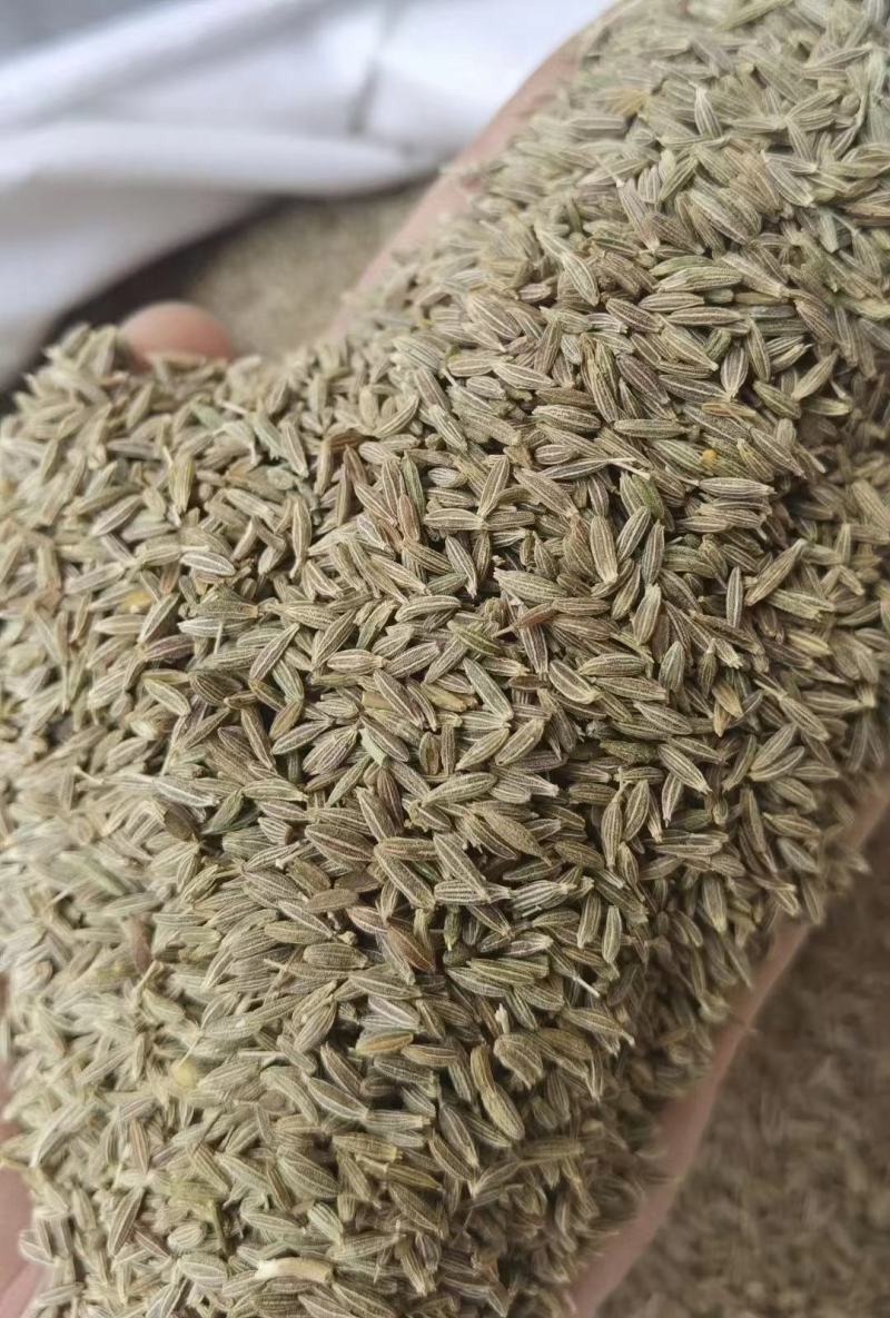 【精品孜然热卖推荐】5斤起批正宗新疆孜然孜然粉烧烤供应
