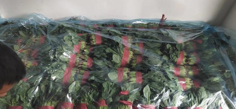【来电优惠】大叶菠菜青菜无虫眼对接市场电商商超货多