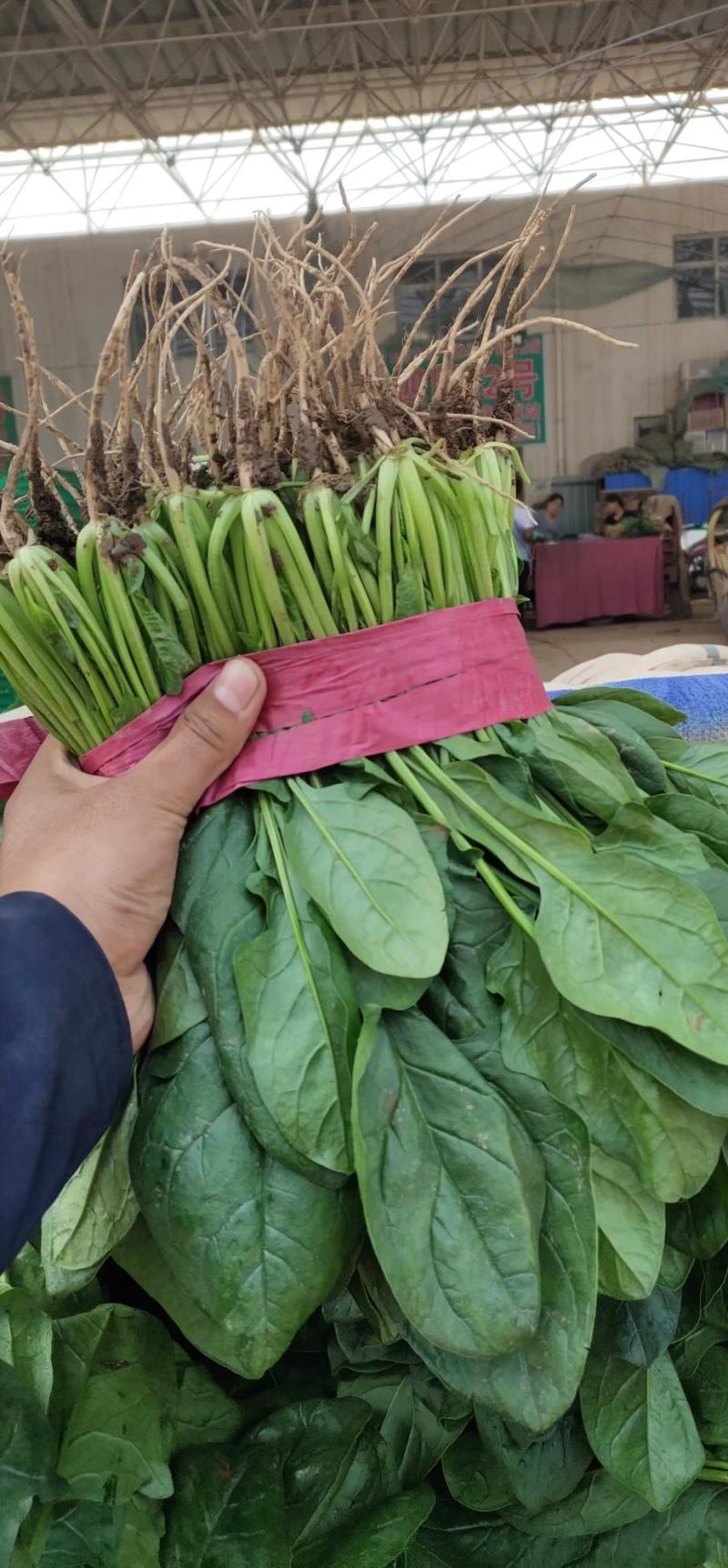 【来电优惠】大叶菠菜青菜无虫眼对接市场电商商超货多