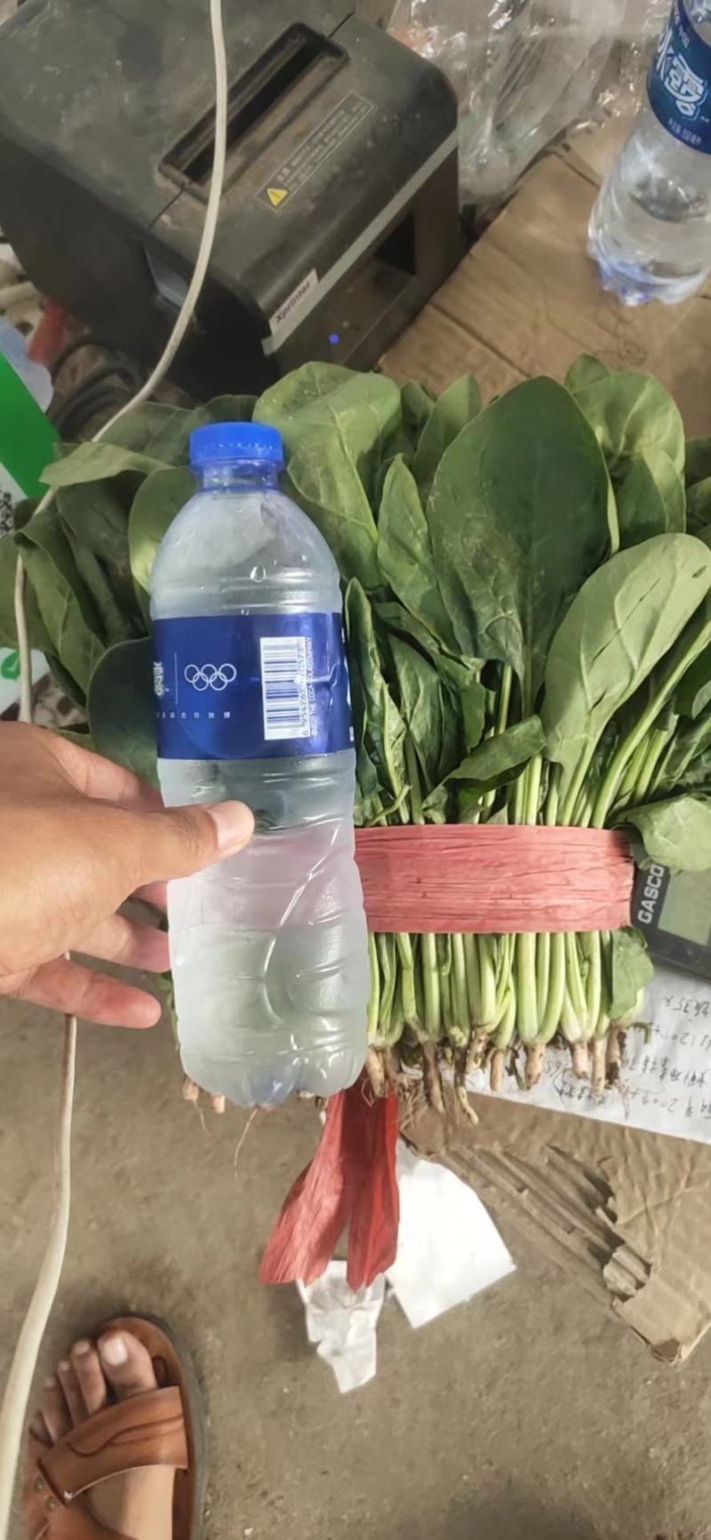 【来电优惠】大叶菠菜青菜无虫眼对接市场电商商超货多