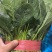【来电优惠】大叶菠菜青菜无虫眼对接市场电商商超货多