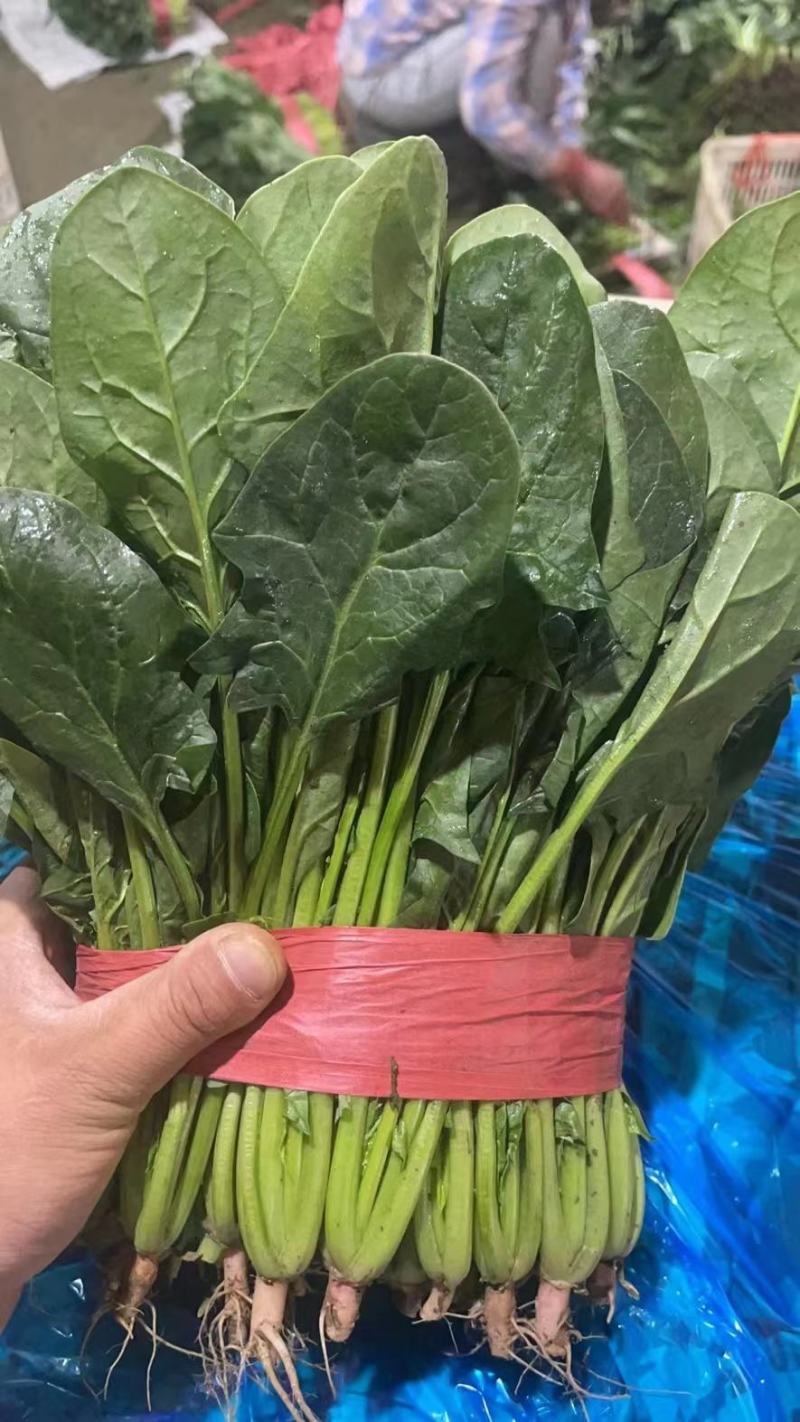 【来电优惠】大叶菠菜青菜无虫眼对接市场电商商超货多