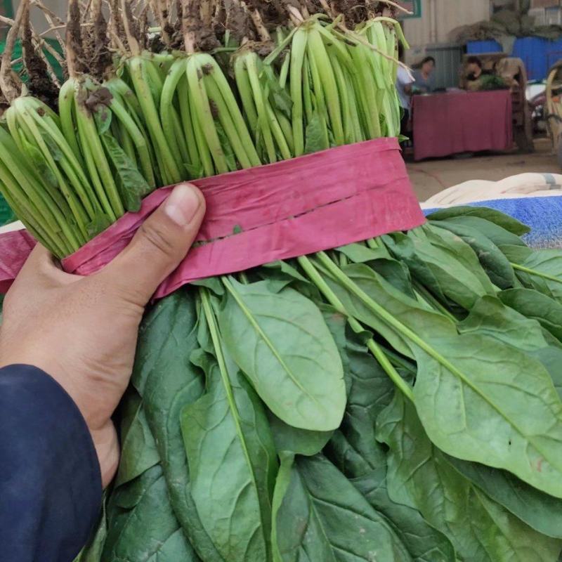 【来电优惠】大叶菠菜青菜无虫眼对接市场电商商超货多