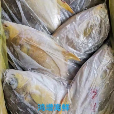 金冒鱼活冻每条1.2斤左右12条/件14斤精品昌鱼批发