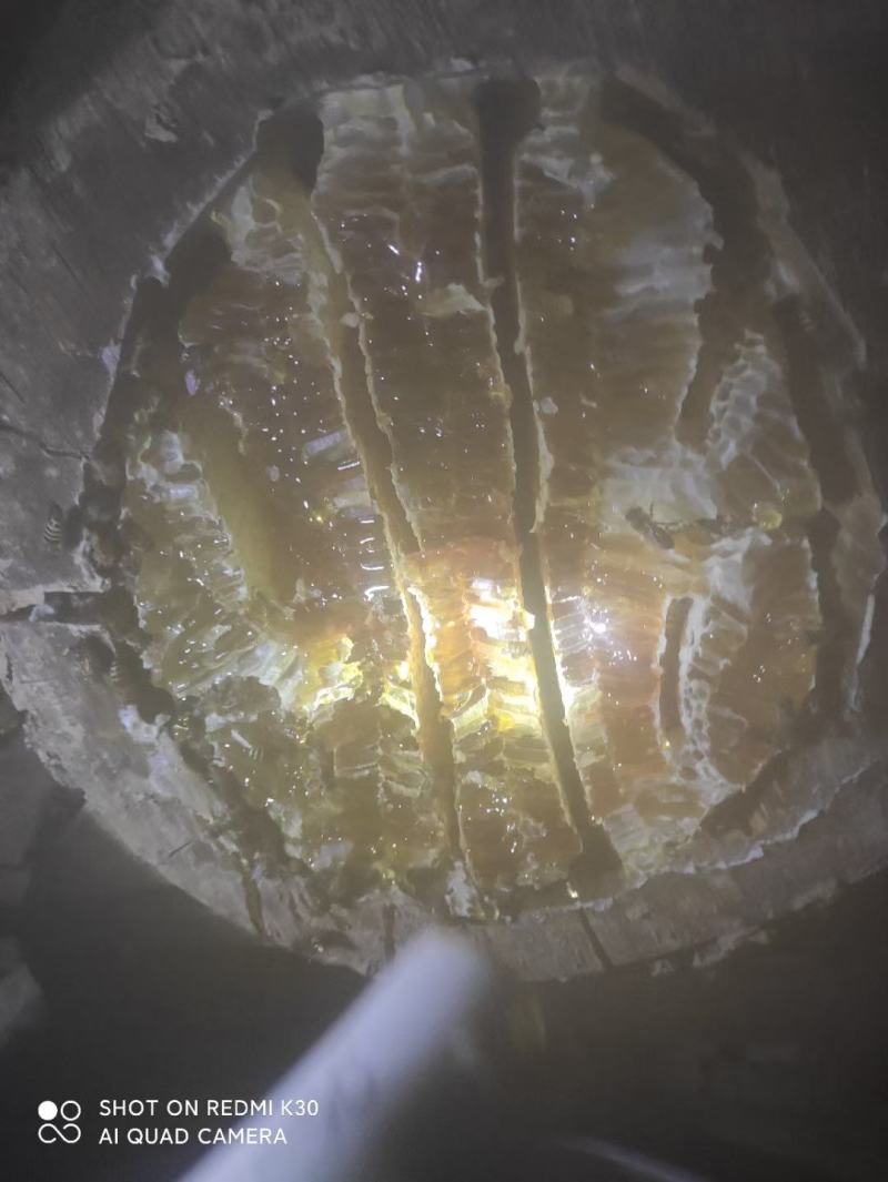 山蜂蜜家蜂蜜槐花蜜白花蜜一件代发欢迎下单