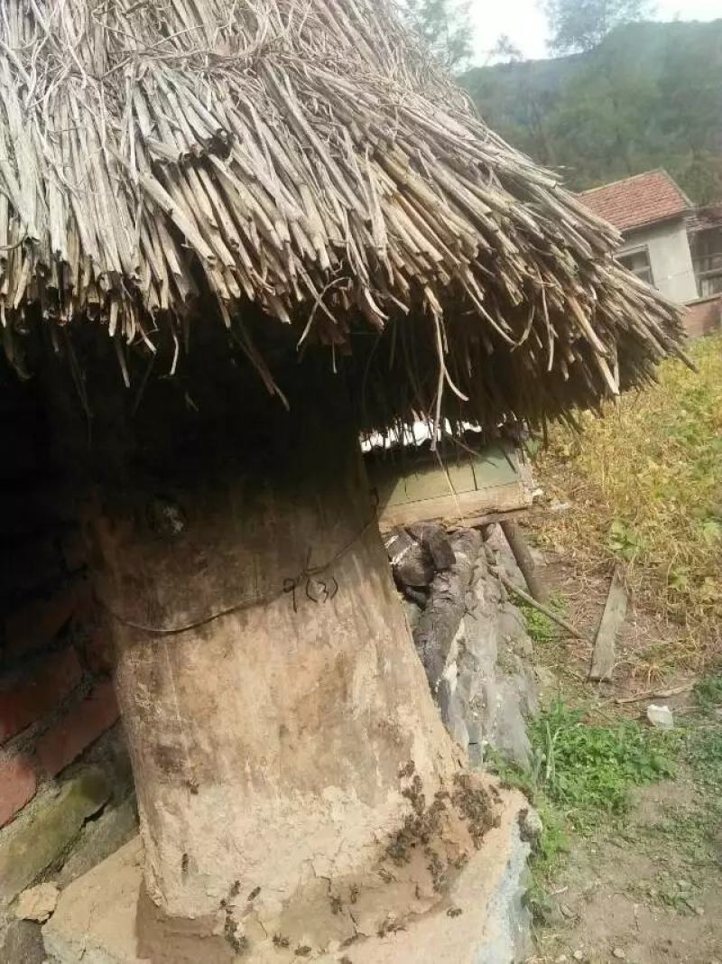 山蜂蜜家蜂蜜槐花蜜白花蜜一件代发欢迎下单