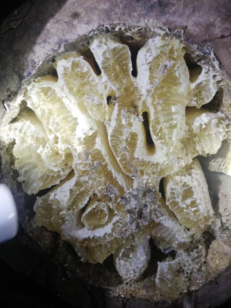 山蜂蜜家蜂蜜槐花蜜白花蜜一件代发欢迎下单