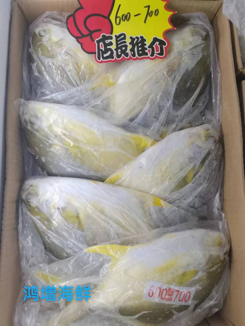 金冒鱼活冻每条1.2斤左右12条/件14斤精品昌鱼批发