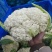 【优选】精品松花菜有机花菜花椰菜对接市场电商商超