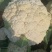 【优选】精品松花菜有机花菜花椰菜对接市场电商商超