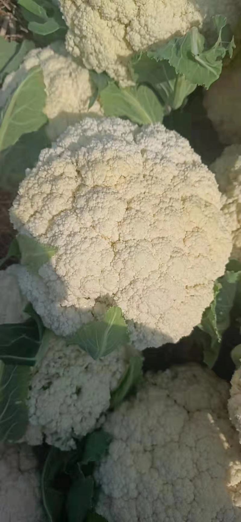 【优选】精品松花菜有机花菜花椰菜对接市场电商商超
