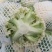 【优选】精品松花菜有机花菜花椰菜对接市场电商商超