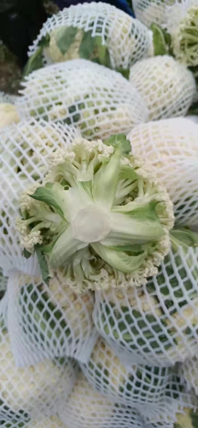 【优选】精品松花菜有机花菜花椰菜对接市场电商商超