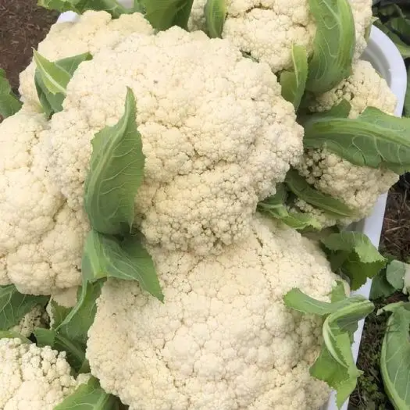 【优选】精品松花菜有机花菜花椰菜对接市场电商商超