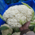 【优选】精品松花菜有机花菜花椰菜对接市场电商商超