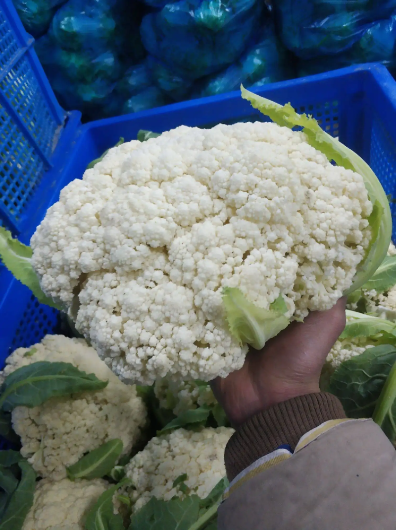 【优选】精品松花菜有机花菜花椰菜对接市场电商商超