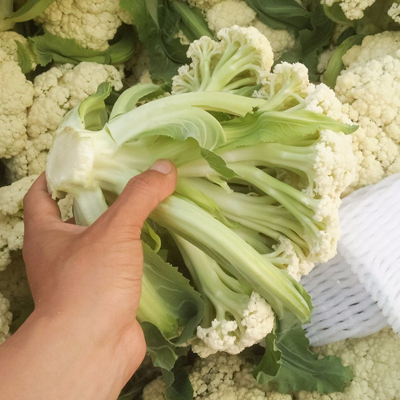 【优选】精品松花菜有机花菜花椰菜对接市场电商商超