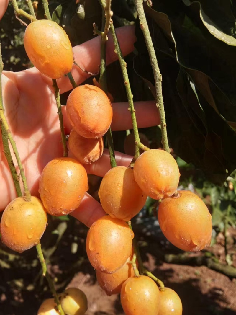 郁南无核黄皮，大量上市，果大