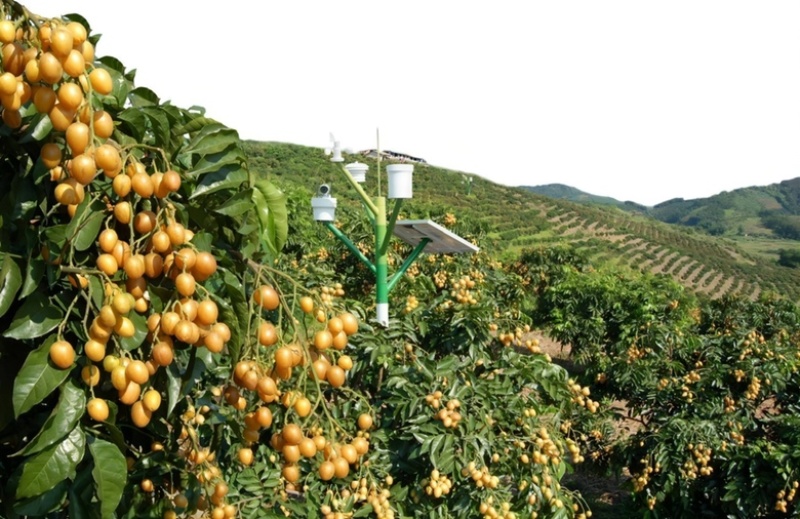 郁南无核黄皮，大量上市，果大