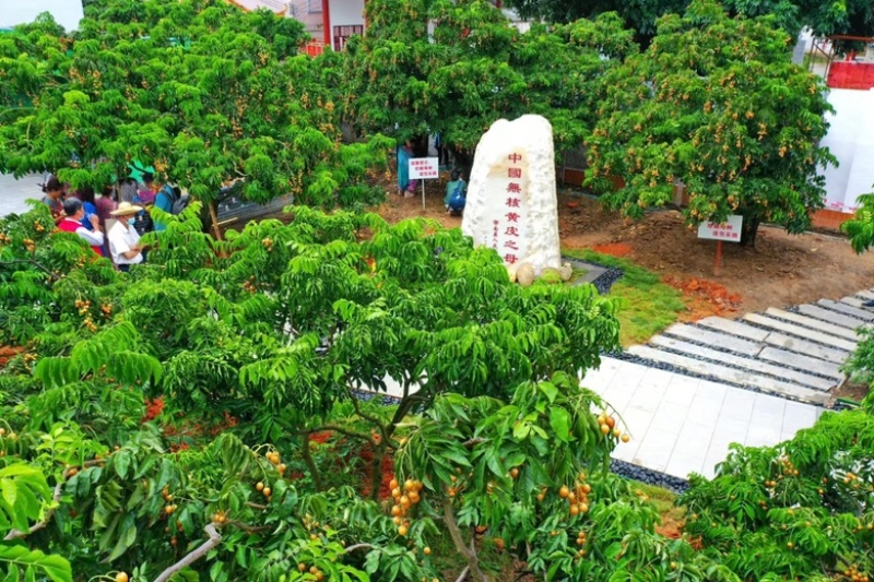 郁南无核黄皮，大量上市，果大