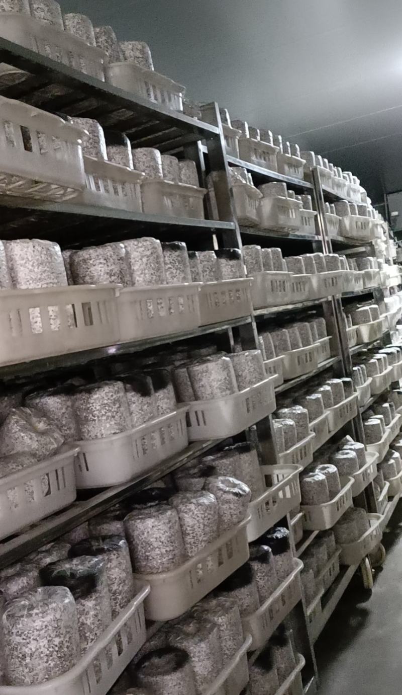金耳菌包厂家直销大量供货。你有量我有货