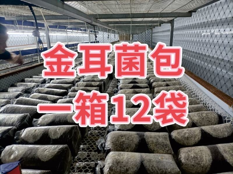 金耳菌包厂家直销大量供货。你有量我有货