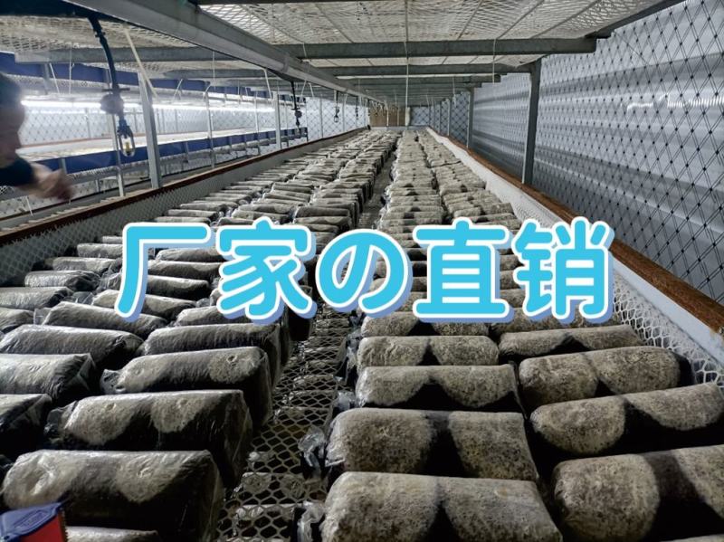 金耳菌包厂家直销大量供货。你有量我有货