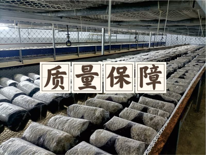 金耳菌包厂家直销大量供货。你有量我有货