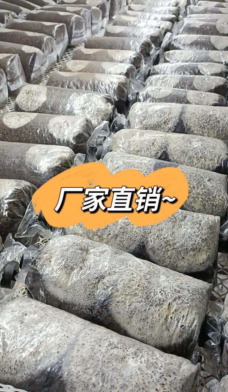 金耳菌包厂家直销大量供货。你有量我有货
