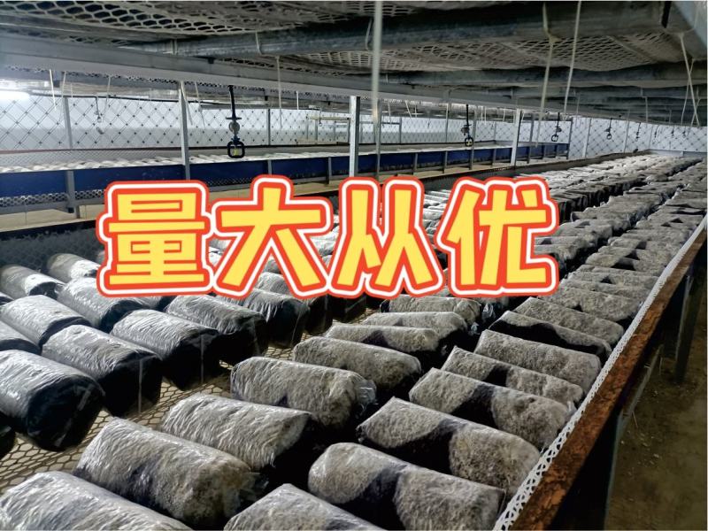 金耳菌包厂家直销大量供货。你有量我有货