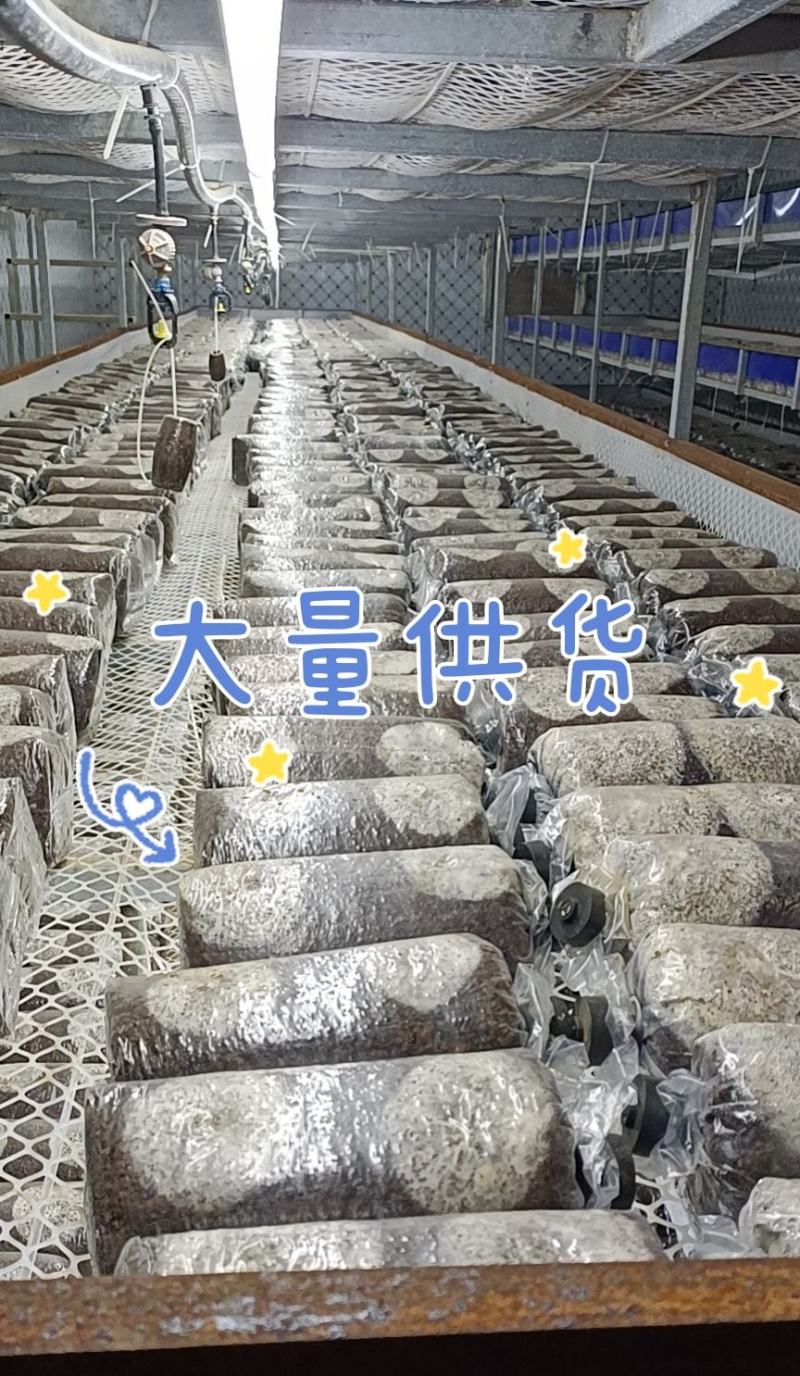 金耳菌包厂家直销大量供货。你有量我有货